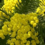 mimose